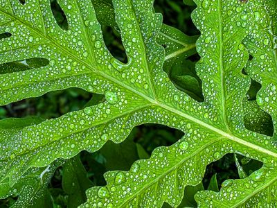 2025 06 28 Sensitive fern i4617