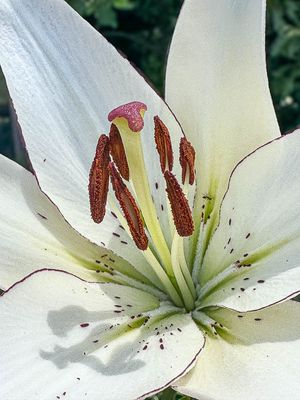2025 06 30 Lily i4767