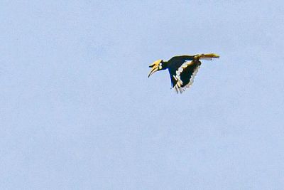 2023 08 26 Rinocerous hornbill in flight over the river 5284