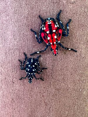 2025 07 02 Spotted lanternfly nymphs i4830