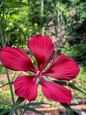 2025 07 06 The swamp hibiscus have started blooming 4902