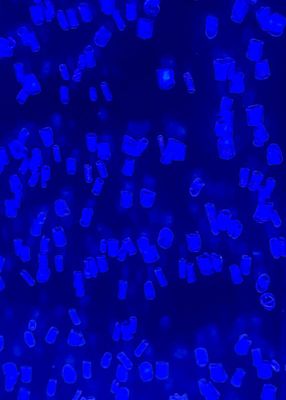 g13/31/528631/3/175666479.a957b5f6.JPEG