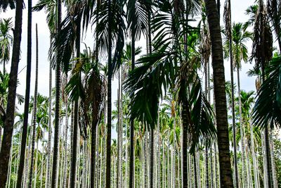 09 05 Diseased palms India-2-3179