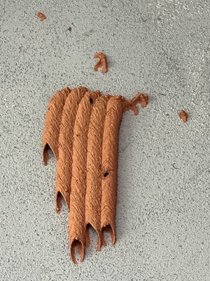 2025 07 20 Mud dauber wasp species 'nest' 5361