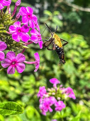 2025 08 06 Snowberry clearwing hummingbird moth i5774