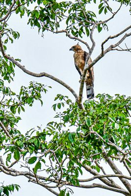 2023 08 27 Wallaces Hawk Eagle 5401
