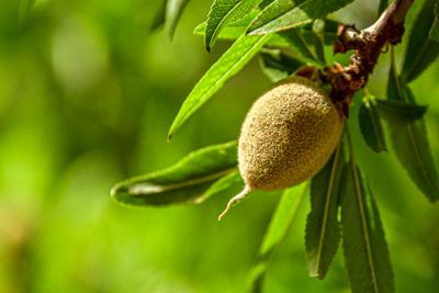 2019 04 03 Almond Moroc-4764