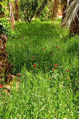 2019 04 03 Cover crop Moroc-4767