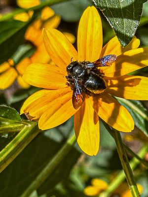 2025 09 14 Carpenter-mimic leaf cutter bee i6535