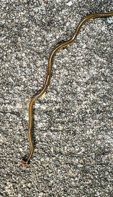 2025 09 21 garden hammerhead worm i6598