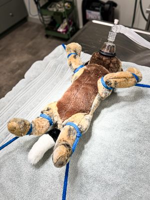 2025 09 24 Fluffy goes in for surgery i6625