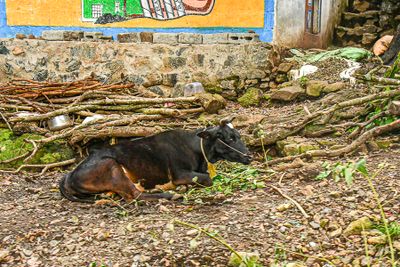 2017 09 06 India-2-3789