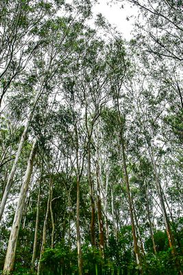 2017 09 06 Upland forest India-2-3800