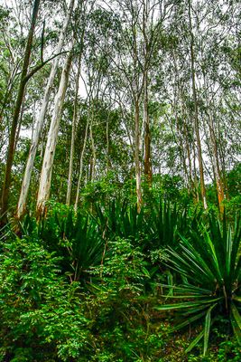 2017 09 06 Upland forest India-2-3801