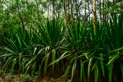2017 09 06 Upland forest undergrowth India-2-3805