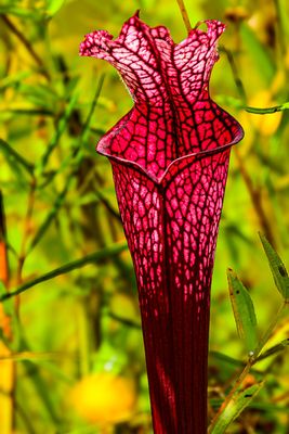 2025 10 11 A trumpet pitcher plant 2203