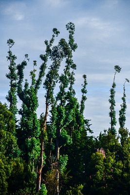 2017 09 06 Kodaikanal India-2-3880