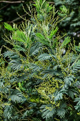 2017 09 07 Kodai India-2-3933