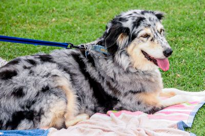 2009 08 20 The pups are out on the town - Spittoono XXIX 9230