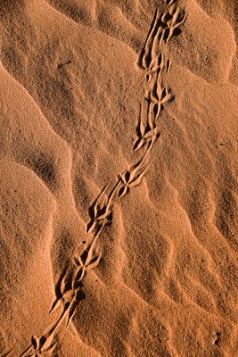 2019 04 04 Tracks - Erg Chebbi - Merzouga Moroc-4994