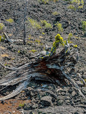 2024 07 20 Lava Casts Natl. Forest i7198