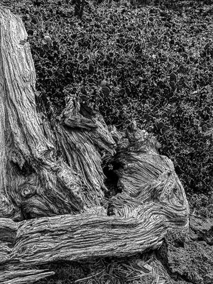 2024 07 20 Lava Casts Natl. Forest i7200-2