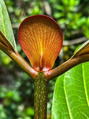 2023 08 27 - Abai, Malaysian Borneo i0640