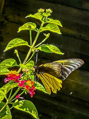 2023 08 27 Kinabalu Birdwing Butterfly? - Abai, Malaysian Borneo i0646