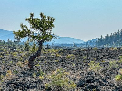 2024 07 20 Lava Casts Natl. Forest - Twisted pine i7206