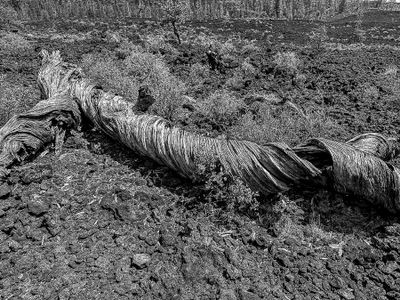 2024 07 20 Lava Casts Natl. Forest i7211-2