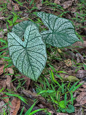 2023 08 27 Caladium i0647