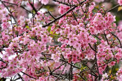 2017 09 07 Cherry blossoms - Kodai India-2-3991-2