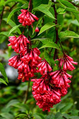 2017 09 07- Kodai India-2-3998