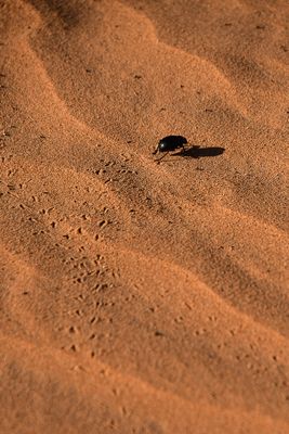 2019 04 04 Tenebrionid beetle making its way to...where? Erg Chebbi - Merzouga Moroc-5012