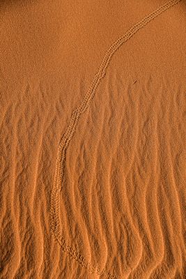2019 04 04 Beetle tracks on the dunes - Erg Chebbi - Merzouga Moroc-5013