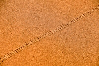 2019 04 04 Beetle tracks - Erg Chebbi - Merzouga Moroc-5015