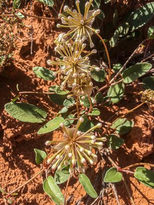 2019 05 03 UnId plant Utah19-2-i2243