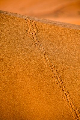 2019 04 04 Beetle tracks on the dunes - Erg Chebbi - Merzouga Moroc-5018