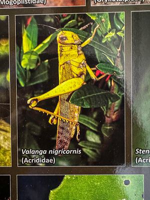 2023 08 27 MaBorneo-i0679