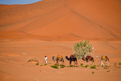 2019 04 04 Camels, milkweed on the dunes 5024