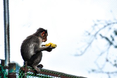 2017 09 07 Roasted sweet corn is always a favorite - Kodai India-2-4042-2