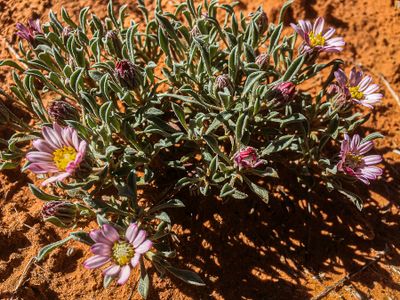 2019 05 03 UnId plant Utah19-2-i2247
