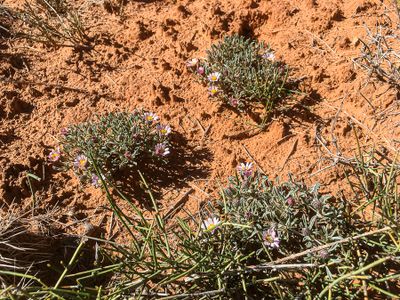 2019 05 03 UnId plant Utah19-2-i2249