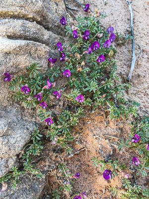 2019 05 04 Wilson Arch - MOAB Utah19-2-i2270
