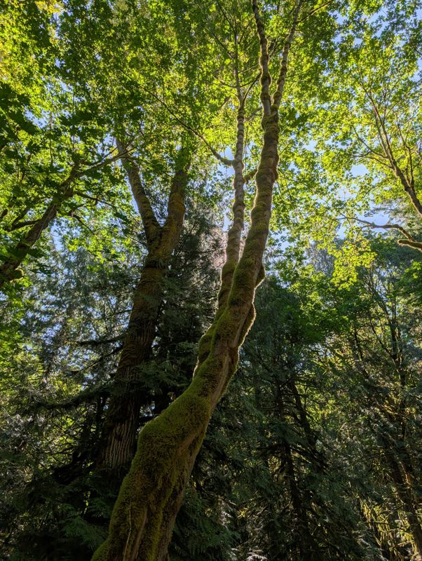Sunlight through mossy trees