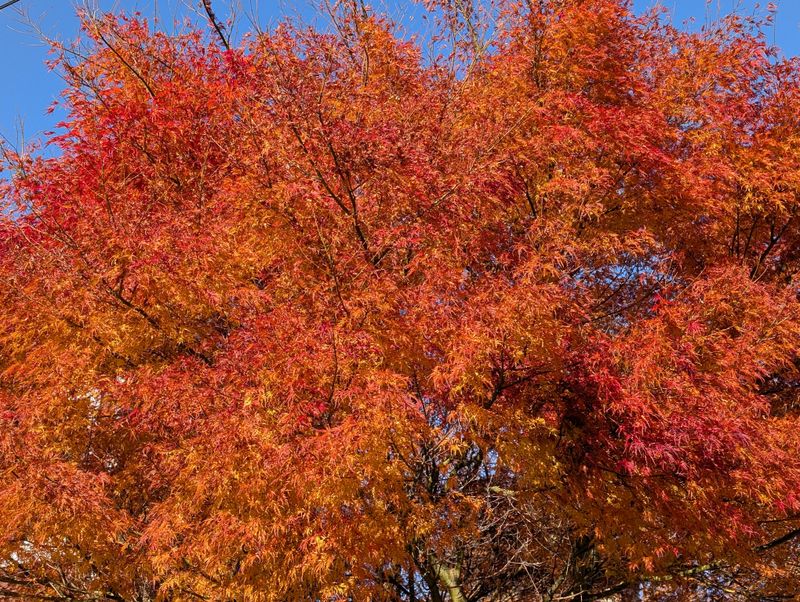 Orange-red tree leaves