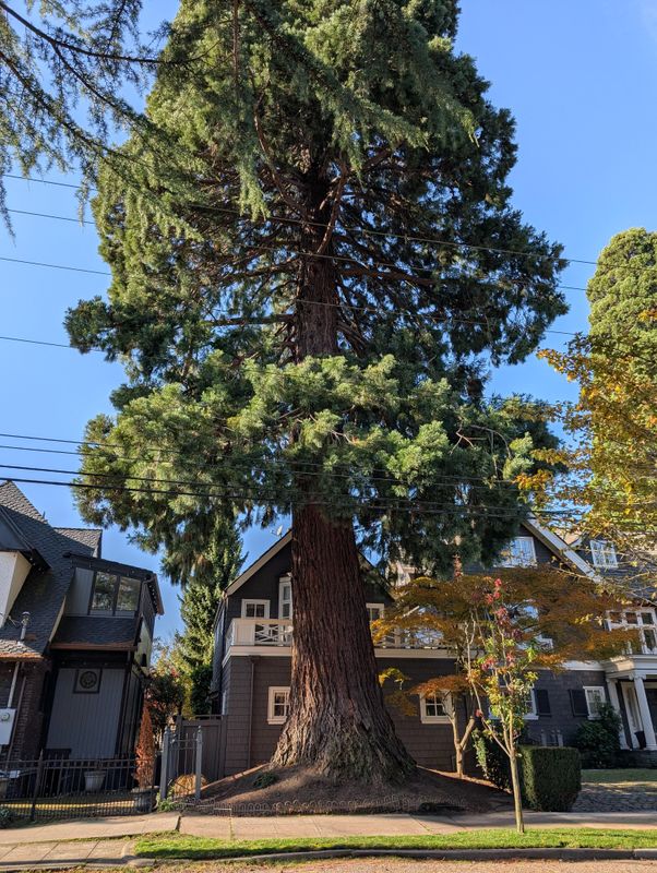 Sequoia tree in front of house