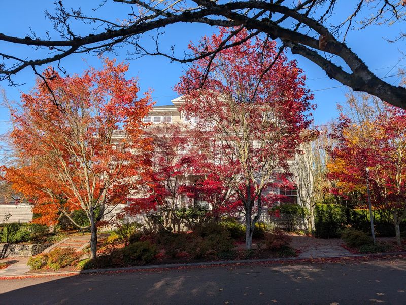 Red and orange trees