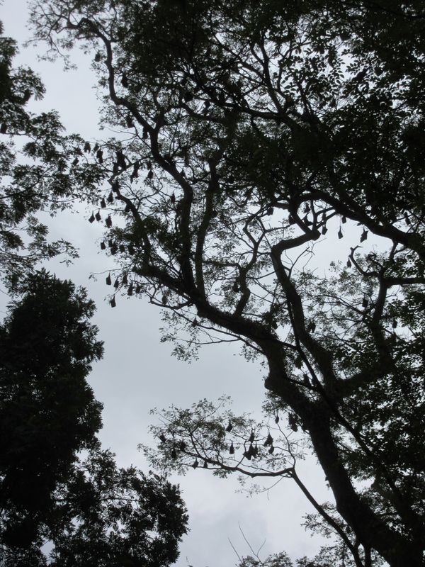 Fruit bats - Viharamahadevi Park