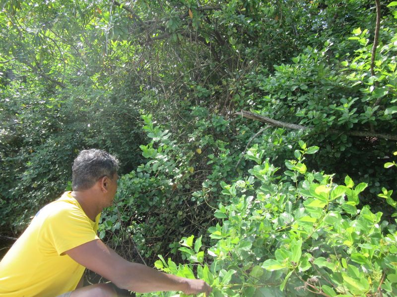 Our guide spots a chameleon